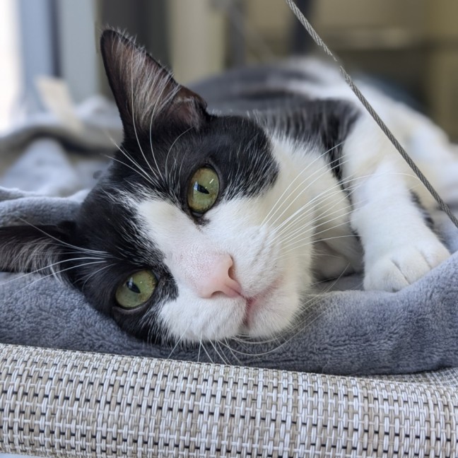 Photo of 🥇 Vesper 5199 🥇