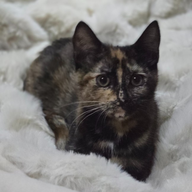 Photo of Bloom (Located In Wantirna South)