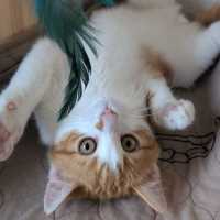 Photo of Humphrey