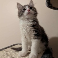 Photo of Foxy The Pirate 