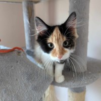 Photo of Wilma Flintstone 