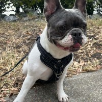 Photo of Dolly 