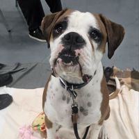 Photo of Boomer