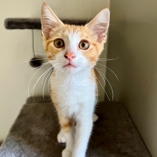 Photo of Simba