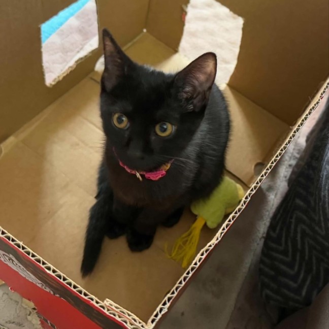 Photo of Uley ** 2nd Chance Cat Rescue**