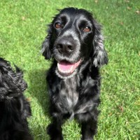 Photo of Cookie And Cherry