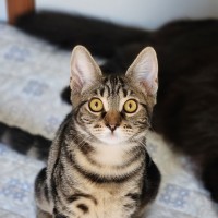 Photo of Miriam ^^Dandy Cat Rescue^^