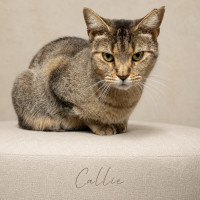 Photo of Callie