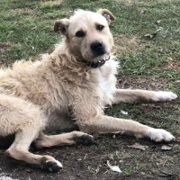 Photo of Pumba 