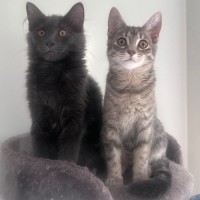 Photo of Einstein And Spot 
