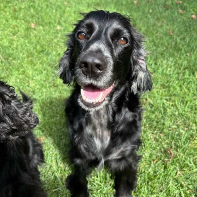 Photo of Cookie And Cherry