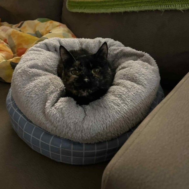 Photo of Emilia * 9 Lives Project Rescue*