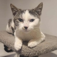 Photo of Rodger Federer ** 2nd Chance Cat Rescue **