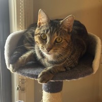 Photo of Muffin ^^Dandy Cat Rescue^^