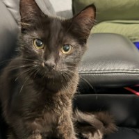Photo of Oreo