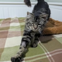 Photo of Snickerdoodle