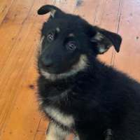 Photo of Bodhi