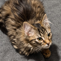 Photo of Belladonna