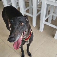 Photo of Zara, The Greyhound