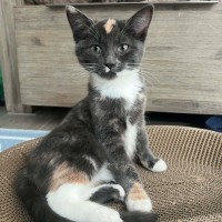 Photo of Stella