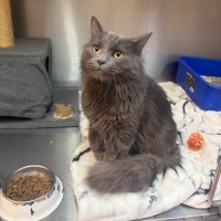 Photo of Mojito