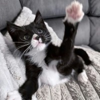 Photo of Noodle *9 Lives Project Rescue*