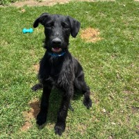Photo of Sooty Imp 2422