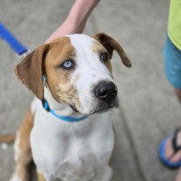 Photo of Cornetto   Rhodesian Ridgeback Mix