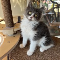 Photo of Angus & Fox