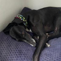 Photo of Cheeky, The Greyhound