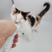 Photo of Mango & Sully