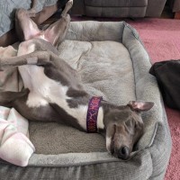 Photo of Romeo, The Greyhound