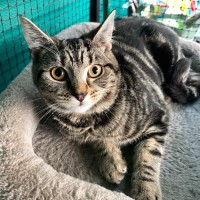 Photo of Miray**2nd Chance Cat Rescue**