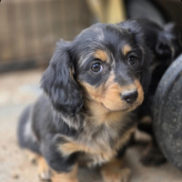 Photo of Bread Crumb