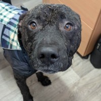 Photo of Diesel