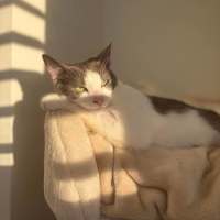 Photo of Possum