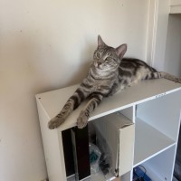 Photo of Leo