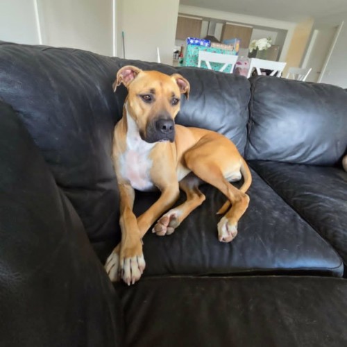 Nala - American Bulldog