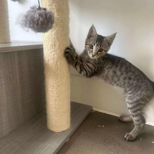 Toast - Domestic Short Hair (DSH) Cat