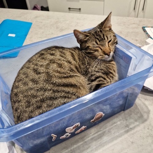 Azlan - Domestic Short Hair (DSH) Cat
