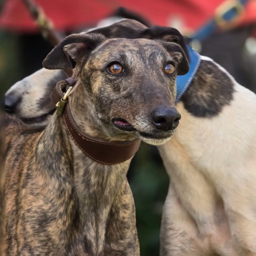 Runaway Deal - Greyhound Dog