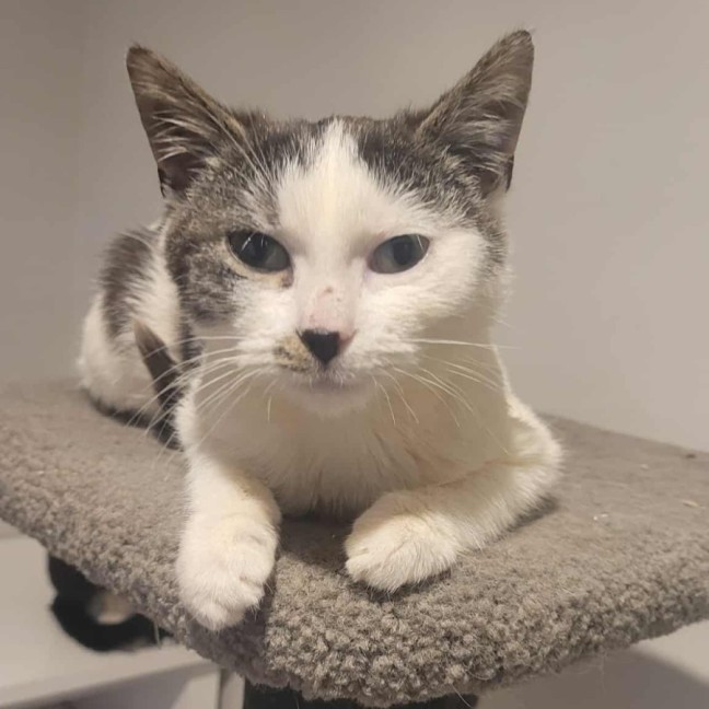 Photo of Rodger Federer ** 2nd Chance Cat Rescue **