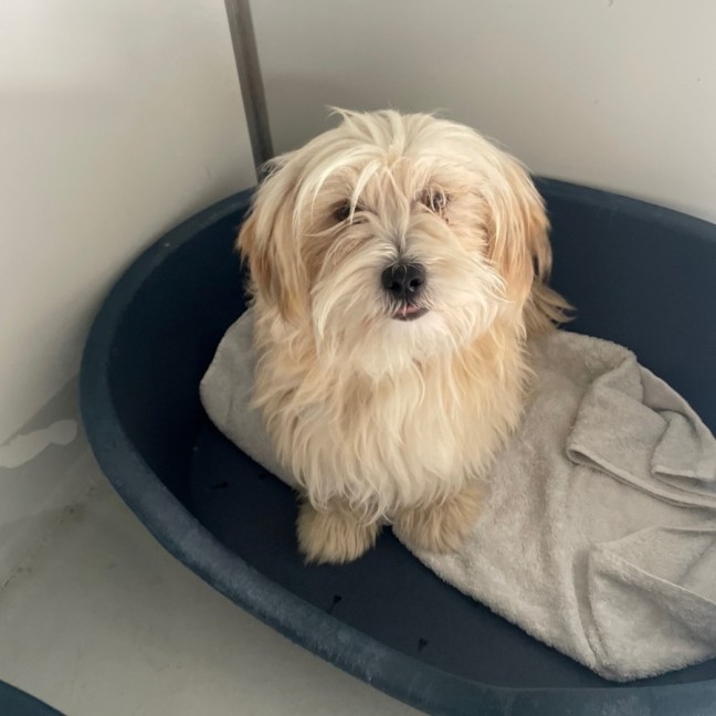 Photo of Romeo