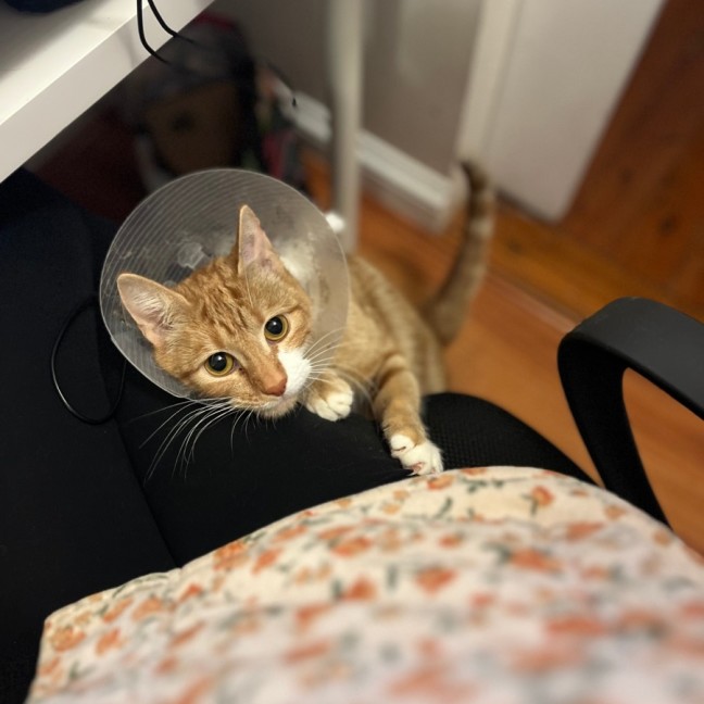 Photo of Goose