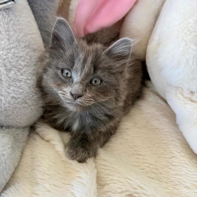 Photo of Hamilton 💙