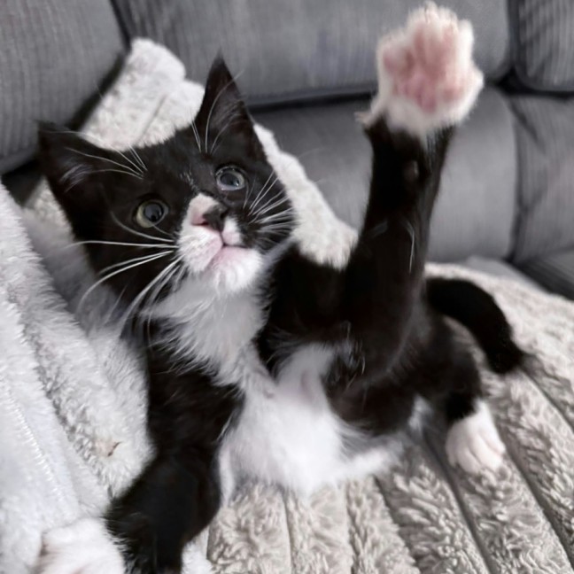 Photo of Noodle *9 Lives Project Rescue*