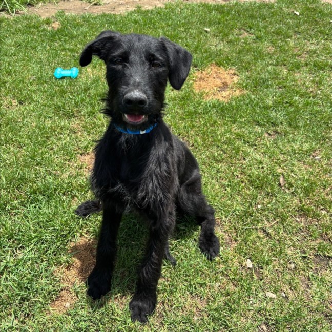 Photo of Sooty Imp 2422