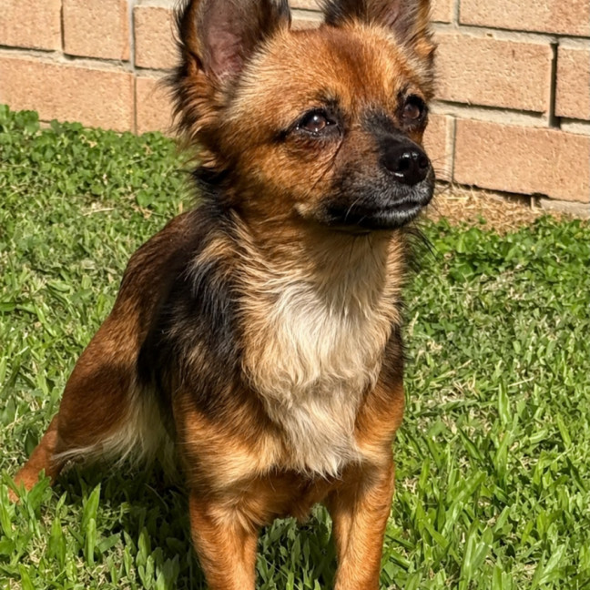 Photo of Phoenix