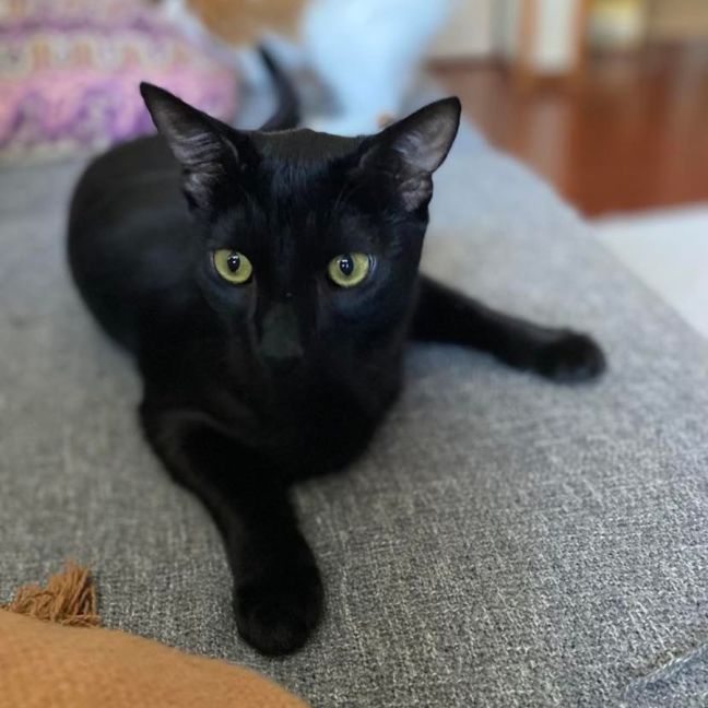 Photo of Jax