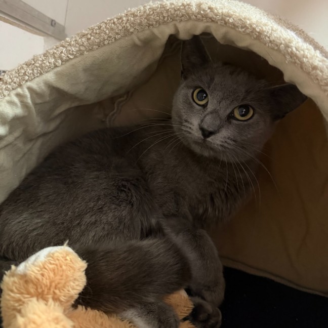 Photo of Bluebell